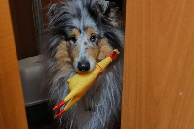 Владивосток: новые цены на корма и ветуслуги