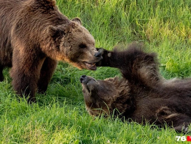 Жители Ростовского района выражают беспокойство | Источник: Кирилл Поверинов / 76.RU