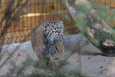 Barnaul Zoo Sends Female Pallas's Cat to St. Petersburg