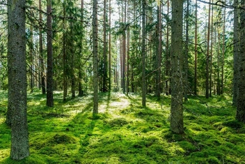 Тест: Каков ваш внутренний лес?