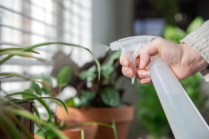 Как защитить домашние растения от болезней и вредителей: советы садовода