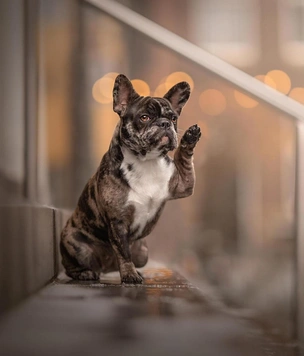 15 самых смешных фото за всю историю конкурса Pet Photography Awards