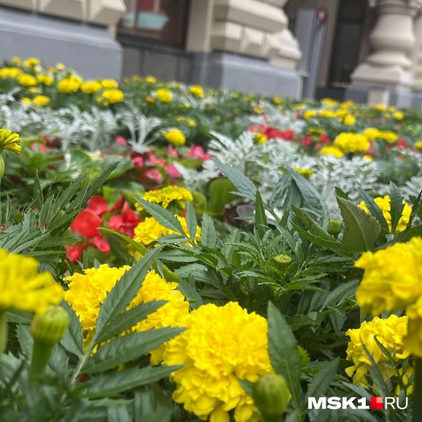 Источник: Валерия Милованова / MSK1.RU