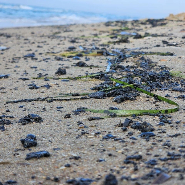 Источник: MoreOz / T.me
