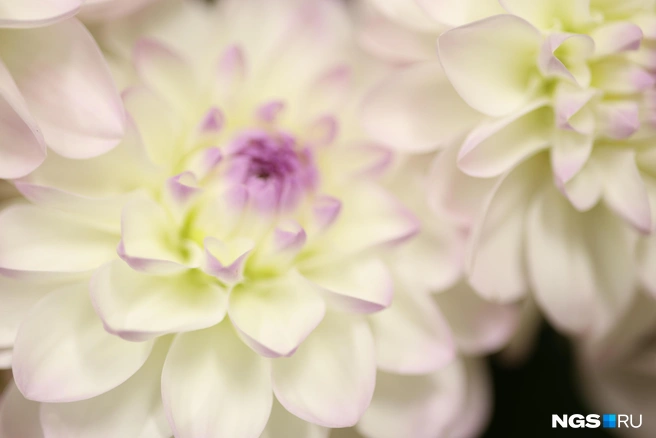 Кто-то из читателей жалуется на качество цветов — отсутствие аромата и стойкости | Источник: Мария Тищенко / NGS.RU