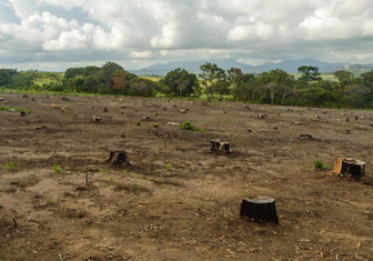 Были джунгли, остались пни: как в Кении восстанавливают основу жизни — мангровый лес