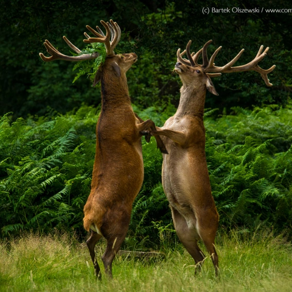 «Рад служить, ваше величество!» | Источник: Bartek Olszewski / Comedy Wildlife Photography Awards 2018