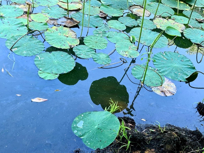 Вместо лотосов водную гладь покрывают кувшинки | Источник: Мария Часовитина