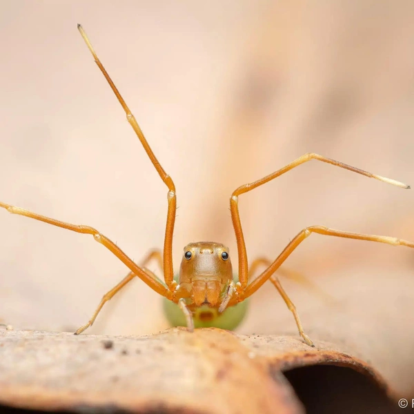 Финалист в номинации «Макросъемка» | Источник: Francois Brassard / Australian Geographic Nature Photographer 2025