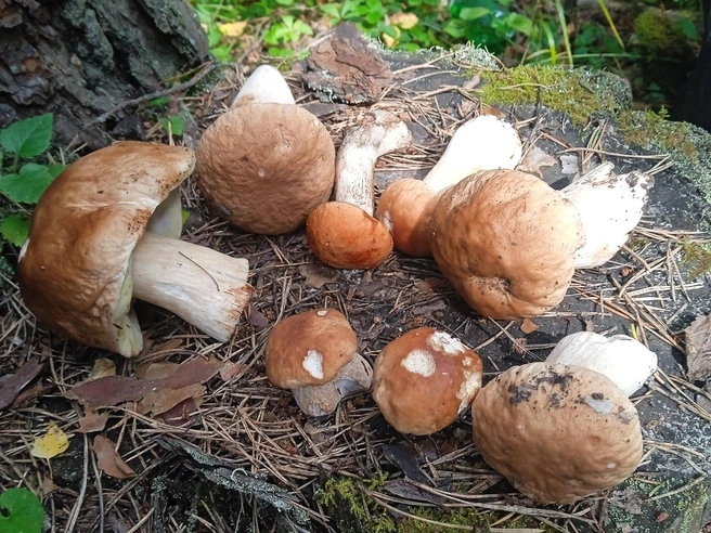 Так выглядит улов за полуторачасовую прогулку | Источник: Грибы. Ягоды. Травы. Челябинск и область. / Vk.com