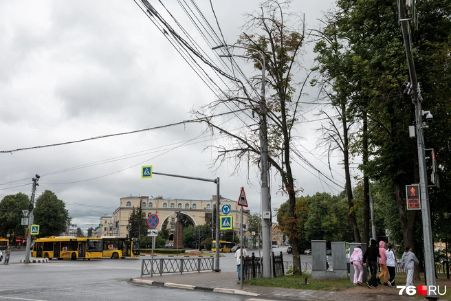 В центре Ярославля высыхают деревья | Источник: Александр Куренной / 76.RU
