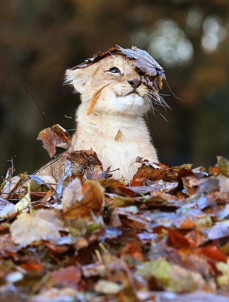 20 смешных фотографий, которые доказывают, что большие кошки — это просто кошки