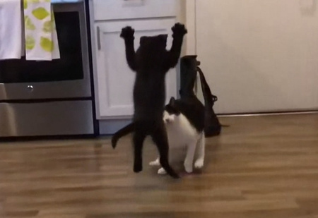 Видео «боевого прыжка» котенка за день собрало тысячу комментариев