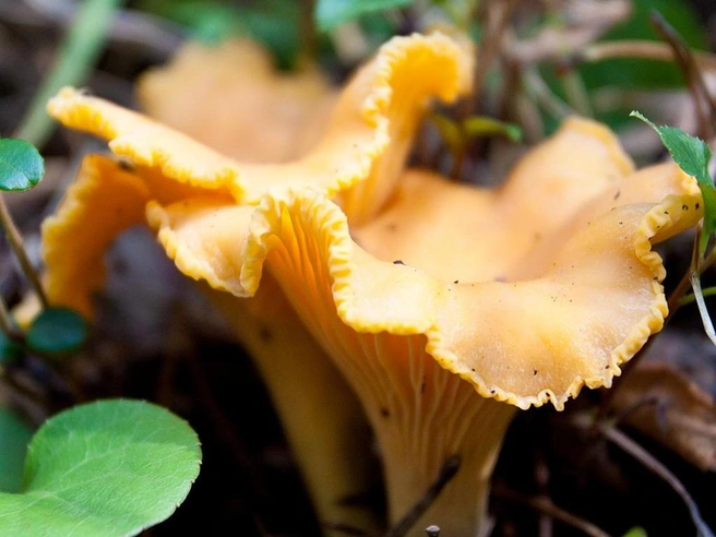 Грибной камарик лисички не ест | Источник: mycology.su