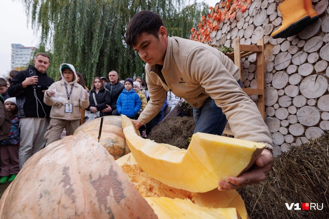 Бахчевод, вырастивший огромным трудом гигантские плоды, лично нарезал обе тыквы | Источник: Алексей Волхонский / V1.RU