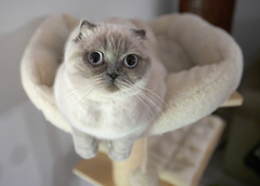 Котодром и своя однушка: 10 очень странных домиков для кошек, которые удивляют — фото