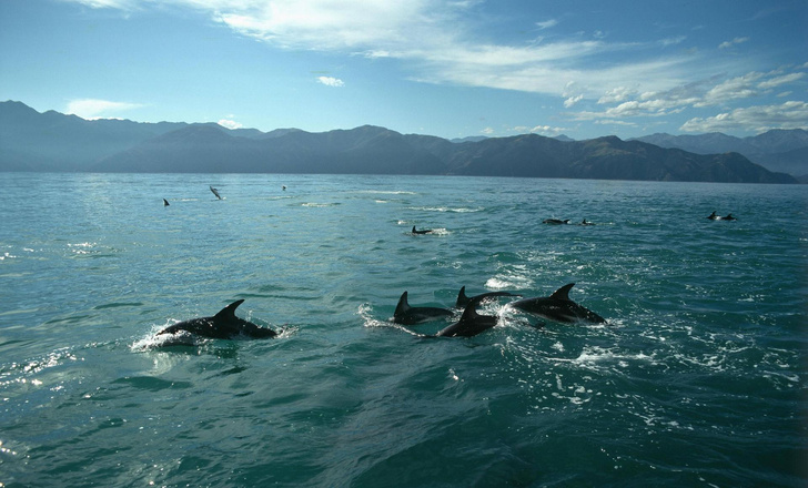 Дети моря: 8 цифр и фактов о дельфинах
