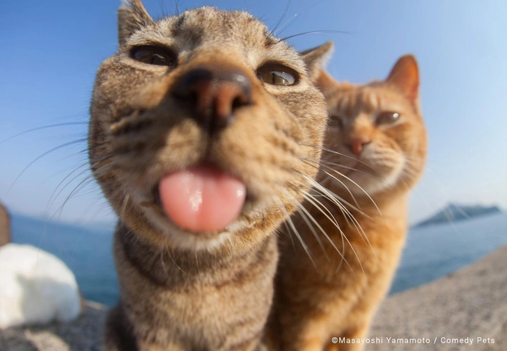 Самые смешные фото котов-дружбанов за всю историю комического конкурса Comedy Pet Photography Awards | Источник: Comedy Pet Photography Awards