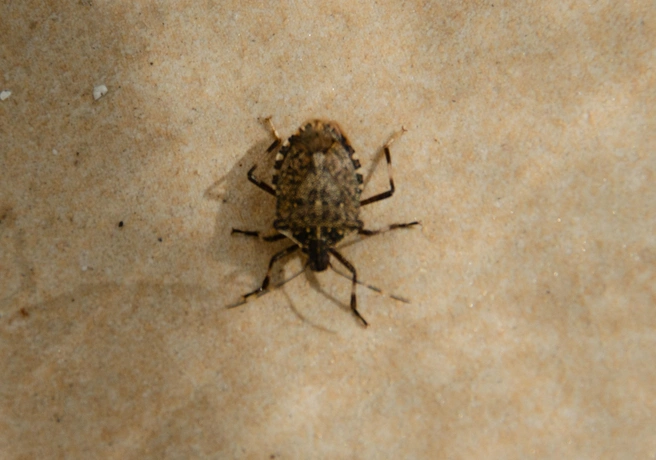 Чтобы защитить свое жилье от непрошеных гостей, в первую очередь необходимо перекрыть им все возможные пути доступа | Источник: Оксана Витязь