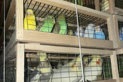 В Красноярск доставили партию попугаев из Киргизии