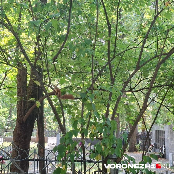 Источник: Алёна Воропаева / Voronezh1.ru