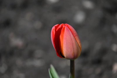 Магнитная буря и прогноз погоды в Уфе на субботу