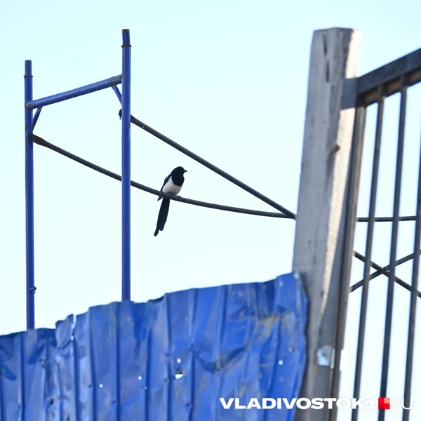 Источник: Елена Буйвол / VLADIVOSTOK1.RU