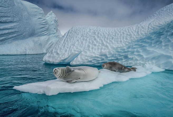 Источник: ‍Cristina Mittermeier / bigpicturecompetition.org