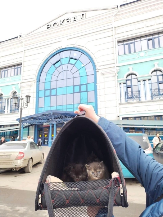 Мама-кошка приехала в Иркутск 24 марта, а ее детишки&nbsp;— 27-го | Источник: «Время котов» / vk.com