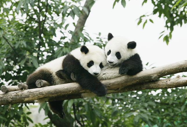 Самые милые животные фото