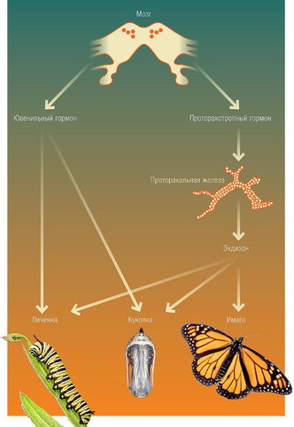 Мастера превращений: как насекомые проходят удивительный путь от личинки до взрослой особи