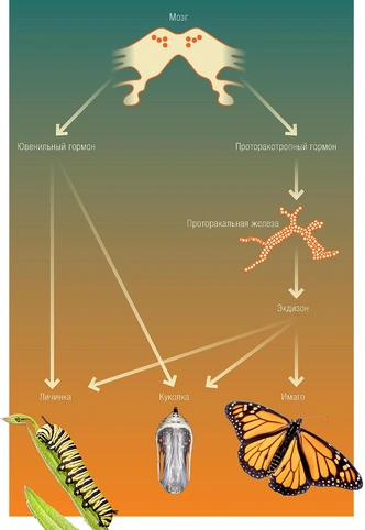 Мастера превращений: как насекомые проходят удивительный путь от личинки до взрослой особи