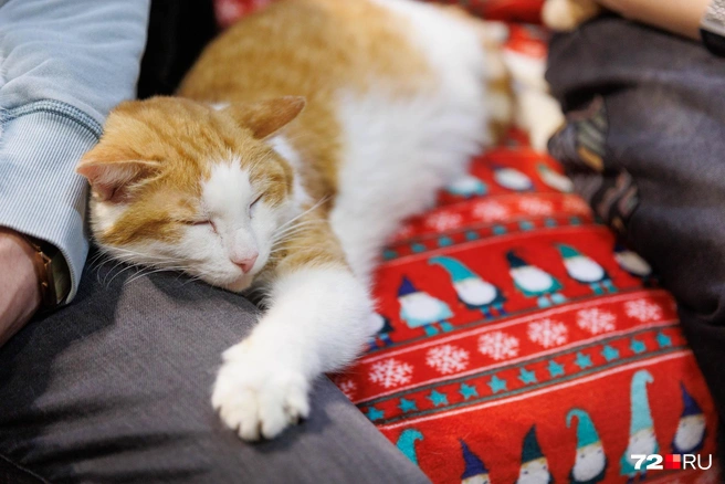 Источник: Ирина Шарова / 72.RU