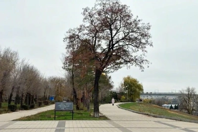 Архитекторы представили проект развития волгоградской набережной