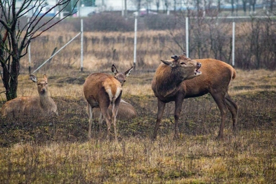 Spotted deer in Tsentralny Reserve start coming to people for food