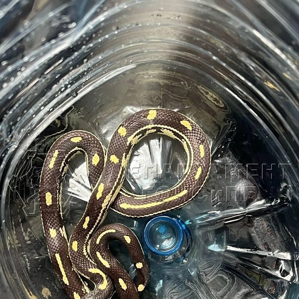 Источник: телеграм-канал Департамента по делам ГО, ЧС и пожарной безопасности города Москвы