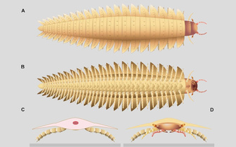 Голову гигантской многоножки нашли 170 лет спустя: посмотрите, как выглядела 2,6-метровая антроплевра