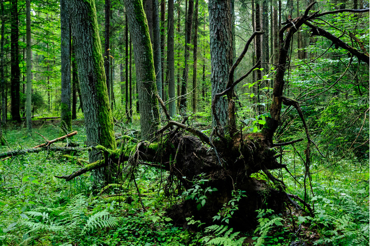Остались ли в Европе первобытные леса?