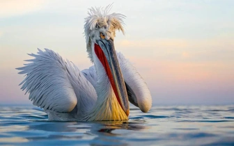 Пеликан-панк и пингвины-няньки: посмотрите на лучшие фото участников конкурса BPA 2025 в номинации «Птицы»