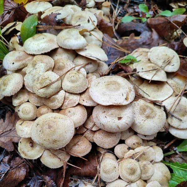 Источник: Антонина Ефимова / «Грибы в Подмосковье 2025» / vk.com