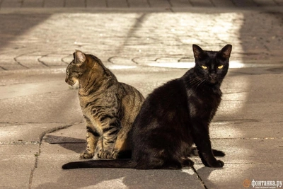 How to Protect Pets from Sale for Owner Debts in Russia