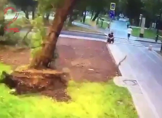 Гибель москвича во время урагана попала на видео | ya62.ru
