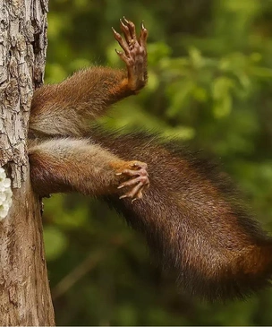 Самые смешные фото белок за всю историю комичного конкурса Comedy Wildlife Photography Awards