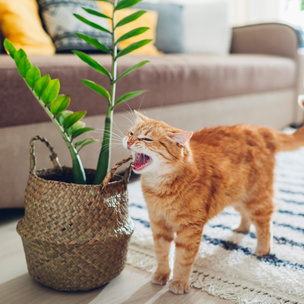 Токсичное соседство: 5 растений, которые могут быть опасны для домашних животных