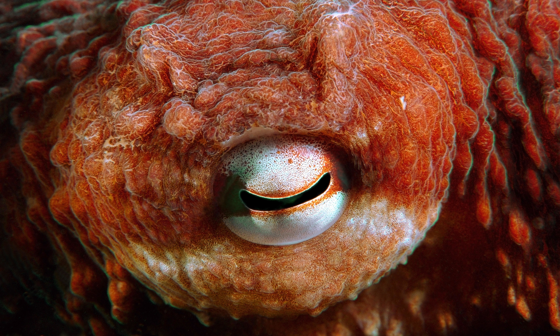 глаза осьминога