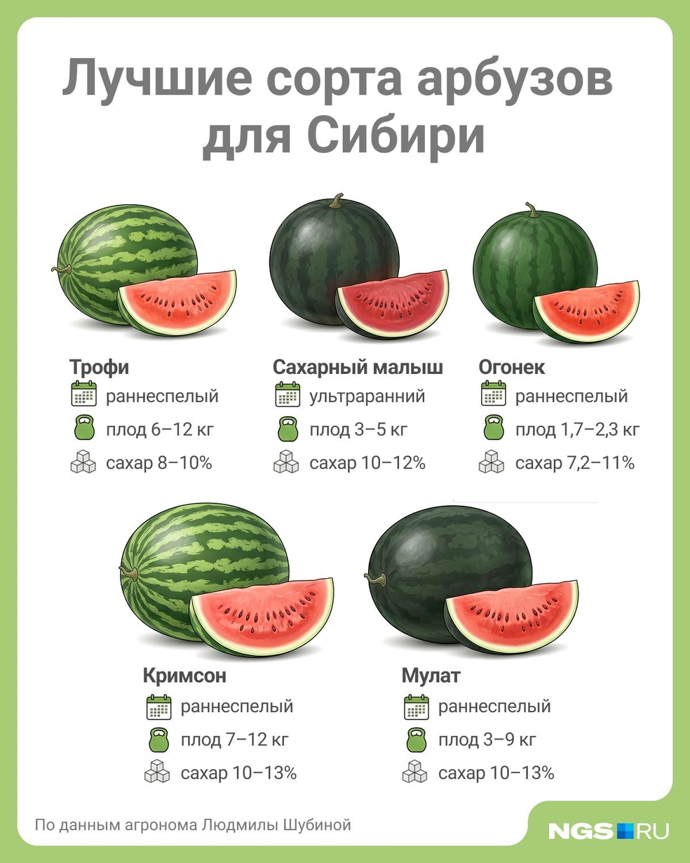 Источник: Юрий Орлов / Городские медиа
