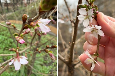 Первая сакура зацвела в Москве: где посмотреть