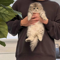 Аватарка PrimeLeo