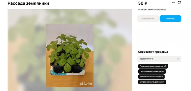 Источник: Avito.ru