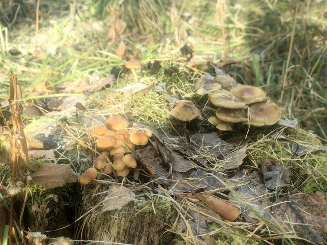 Зимние или не зимние? | Источник: Катя Катышева / vk.com